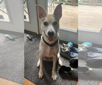 Small Mutt