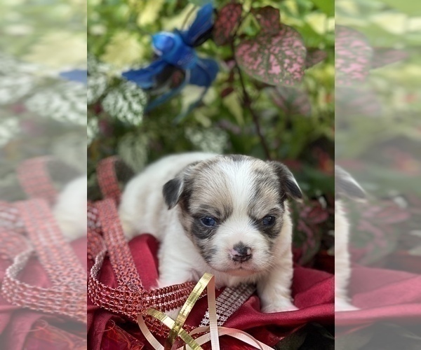 Medium Photo #10 Bullhuahua-Chihuahua Mix Puppy For Sale in RAWSONVILLE, MI, USA