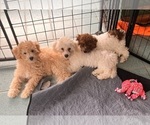 Small #9 Poochon