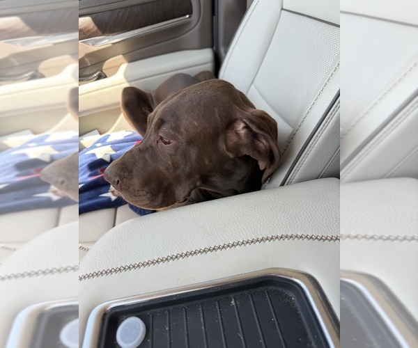 Medium Photo #5 Great Dane Puppy For Sale in HALLETTSVILLE, TX, USA