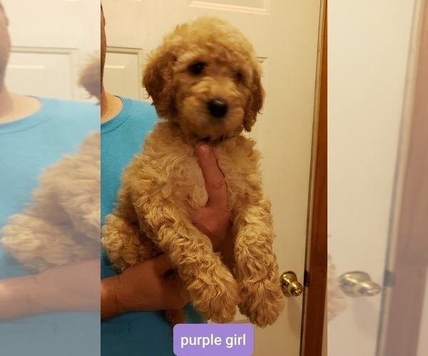 Medium Photo #1 Goldendoodle Puppy For Sale in SPRINGFIELD, MO, USA