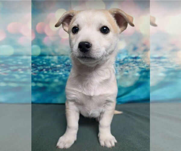 Medium Photo #2 Labrador Retriever-Unknown Mix Puppy For Sale in Lakewood, CO, USA