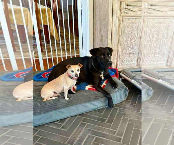 Medium Photo #3 Labrador Retriever-Unknown Mix Puppy For Sale in Rockaway, NJ, USA