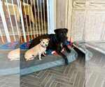 Small #2 Labrador Retriever Mix