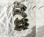 Small Photo #1 French Bulldog Puppy For Sale in HAYWARD, CA, USA