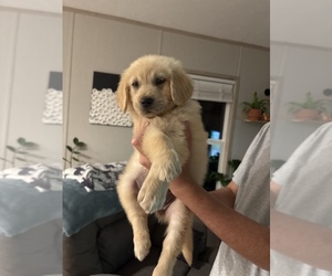 English Cream Golden Retriever Puppy for sale in GREENVILLE, NC, USA
