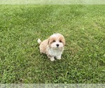 Image preview for Ad Listing. Nickname: Morkiepoo