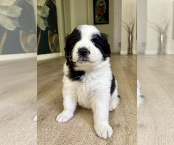 Medium Photo #2 Australian Shepherd-Saint Bernard Mix Puppy For Sale in Marina Del Rey, CA, USA