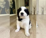 Small #1 Australian Shepherd-Saint Bernard Mix