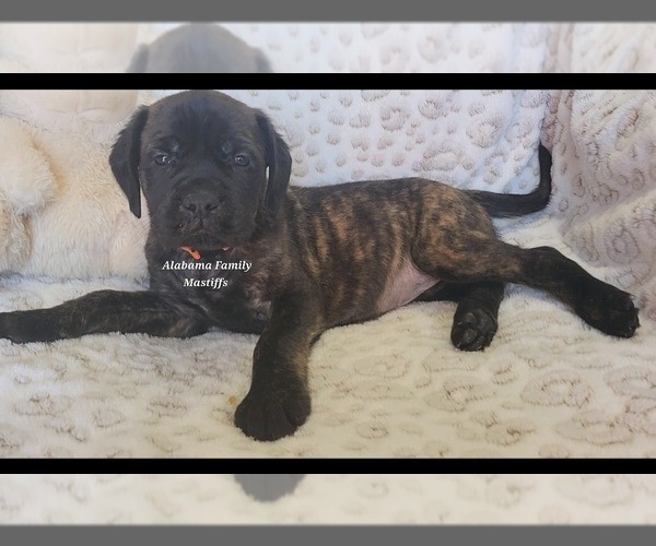 Medium Photo #1 Mastiff Puppy For Sale in NEWTON, AL, USA