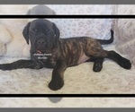 Small Photo #1 Mastiff Puppy For Sale in NEWTON, AL, USA