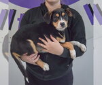 Small #1 Border Collie Mix