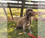 Small Photo #1 Cockapoo Puppy For Sale in MIDDLEBURY, IN, USA