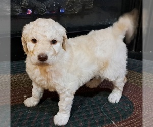 Goldendoodle Puppy for Sale in PELHAM, New Hampshire USA