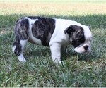 Small Photo #10 English Bulldog Puppy For Sale in HEFLIN, LA, USA