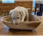 Small #44 Labrador Retriever