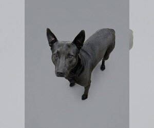 Mutt Dogs for adoption in Martinsburg, WV, USA