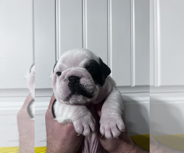 Full screen Photo #1 Bulldog Puppy For Sale in WAMEGO, KS, USA