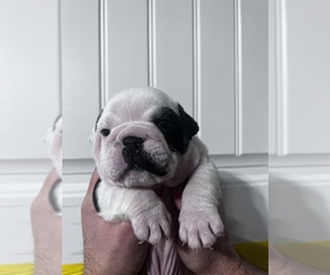 Bulldog Puppy for sale in WAMEGO, KS, USA