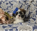 Small Photo #2 Shih Tzu Puppy For Sale in KIRKWOOD, PA, USA
