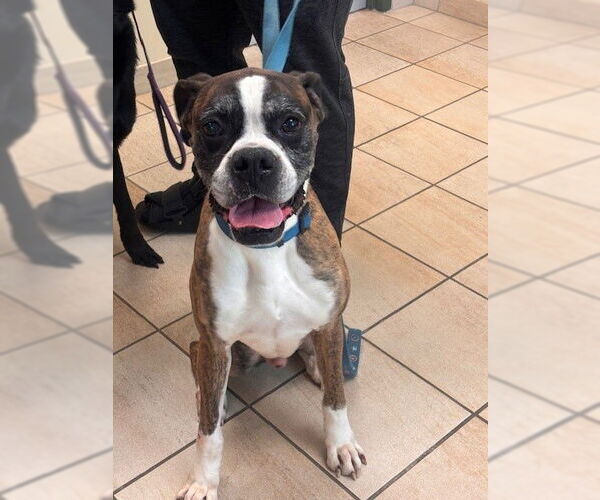 Medium Photo #2 Boxer-Unknown Mix Puppy For Sale in Virginia Beach, VA, USA