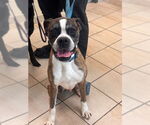 Small #1 Boxer Mix