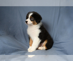 Small #2 Australian Shepherd