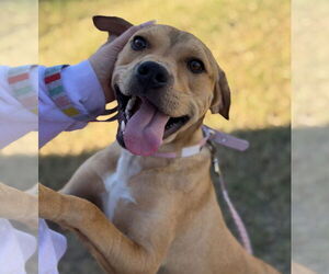 Basset Hound-Unknown Mix Dogs for adoption in Oceanside, CA, USA