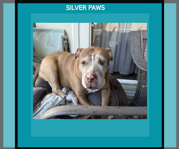 Medium Photo #1 American Pit Bull Terrier Puppy For Sale in Royal Palm Beach, FL, USA