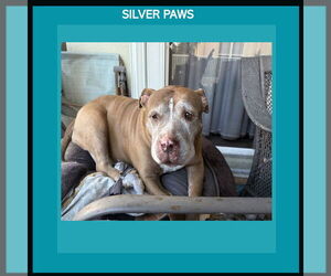 American Pit Bull Terrier Dogs for adoption in Royal Palm Beach, FL, USA