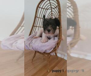 Miniature Schnauzer-Unknown Mix Dogs for adoption in San Antonio, TX, USA