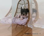Small Miniature Schnauzer Mix
