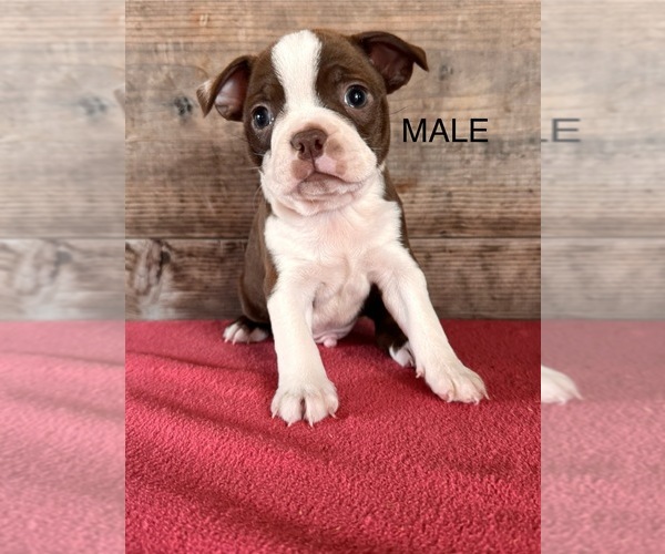 Medium Photo #2 Boston Terrier Puppy For Sale in VERMONTVILLE, MI, USA