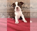 Small #1 Boston Terrier