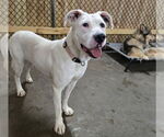 Small #2 Boxer Mix