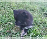Small Photo #4 Pomeranian Puppy For Sale in KILLEEN, TX, USA