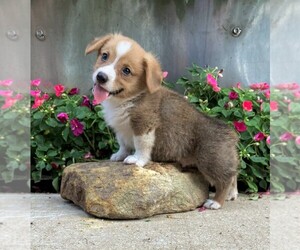 Pembroke Welsh Corgi Puppy for sale in NORWOOD, MO, USA