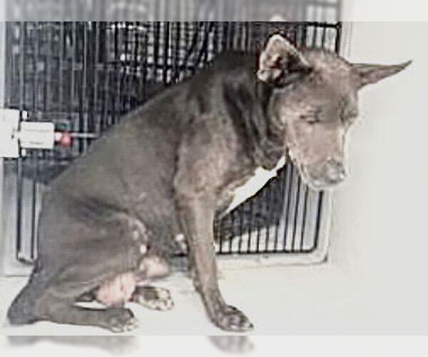 Medium Photo #2 Labrador Retriever Puppy For Sale in Houston, TX, USA