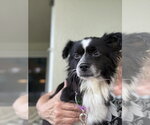 Small #2 Papillon Mix
