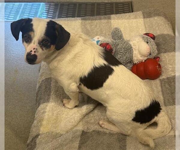 Medium Photo #1 Beagle-Unknown Mix Puppy For Sale in San Martin, CA, USA