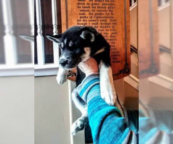 Medium Photo #6 Siberian Husky Puppy For Sale in WILDOMAR, CA, USA