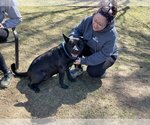Small #5 Chinese Shar-Pei Mix