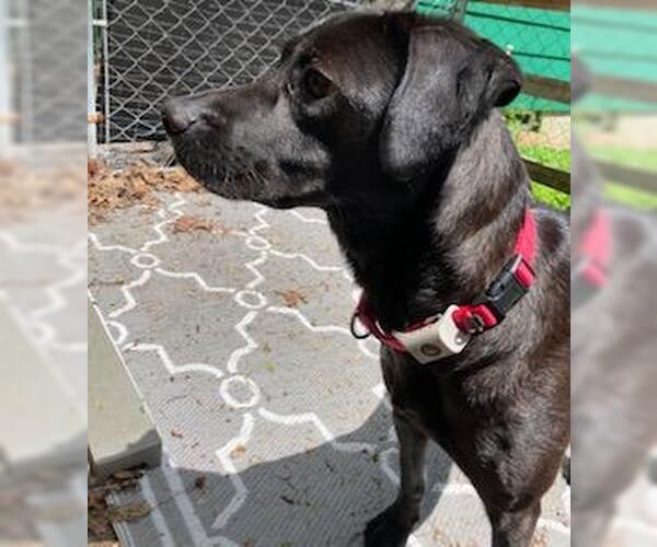 Medium Photo #3 Labrador Retriever-Spaniel Mix Puppy For Sale in Coventry, CT, USA