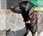 Small #2 Labrador Retriever-Spaniel Mix