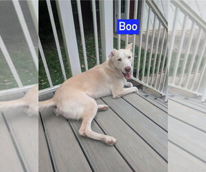 Mutt Dogs for adoption in Foristell, MO, USA