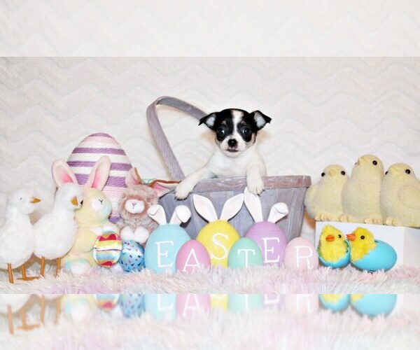 Medium Photo #26 Chihuahua Puppy For Sale in CHARLESTON, AR, USA