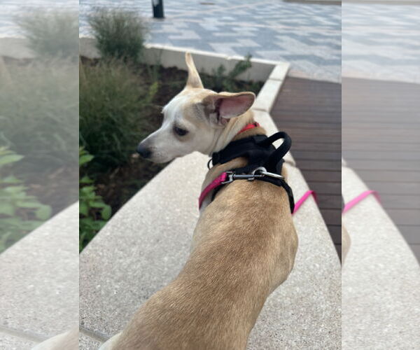 Medium Photo #1 Chihuahua-Unknown Mix Puppy For Sale in Aurora, CO, USA