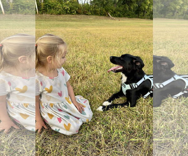 Medium Photo #3 Borador Puppy For Sale in Germantown, OH, USA