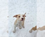 Small #7 American Pit Bull Terrier Mix