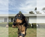 Small #6 Dachshund